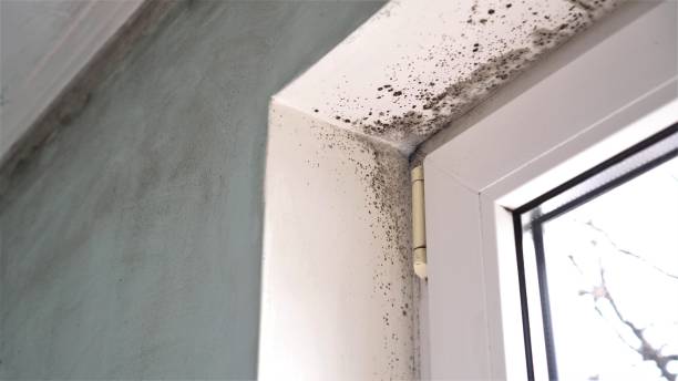 Clinton, UT Mold Removal Company